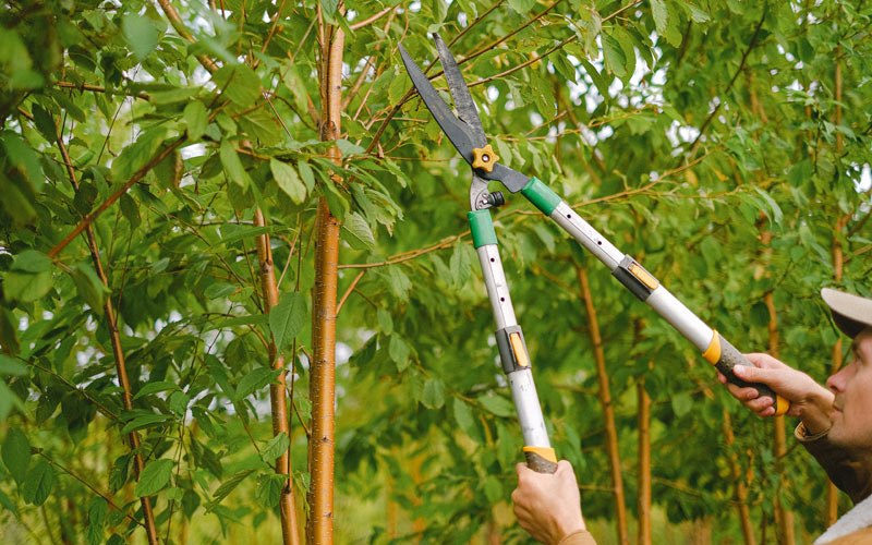 Tree trimming in Poseyville, IN